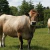 Buy AUBRAC CATTLE online
