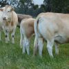 BLONDE D AQUITAINE CATTLE