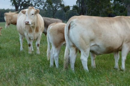 BLONDE D AQUITAINE CATTLE
