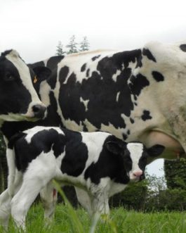Buy PRIMHOLSTEIN CATTLE online