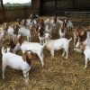 Buy PURE BREED BOER GOAT online