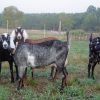Buy PURE NUBIAN DAIRY GOATS online