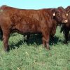 Buy SALERS CATTLE online